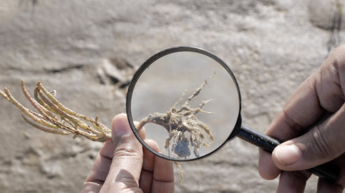 Vanessa Nica Mueller